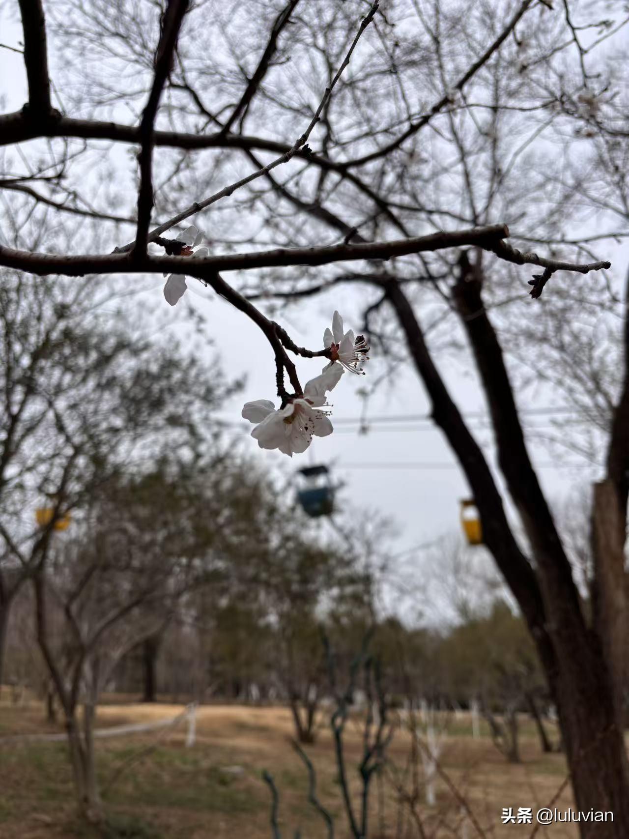 从昨天晚上得知张雪峰老师去世到现在，我的心情都无法完全平静。他的直播课我没有听过