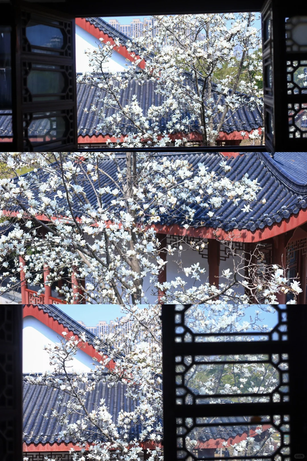 预计马上会成为武汉赏花顶流❗️推窗入画