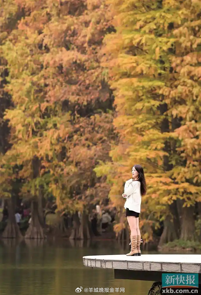 【“秋冬色彩大师”准时上线 #华南国家植物园金色落羽杉美如画#】每年11月到次年