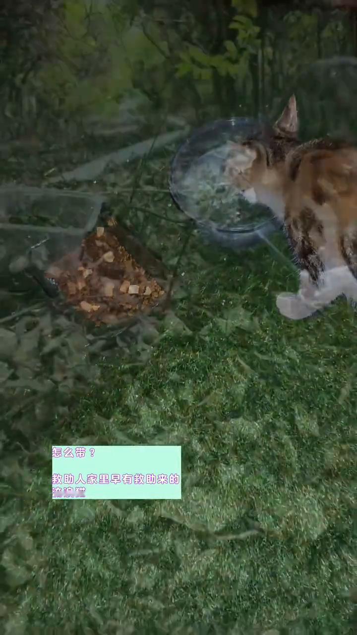 不要用带回家道德绑架救助人。
流浪猫就要带回家吗？怎么带？救助人家里早有救助来的