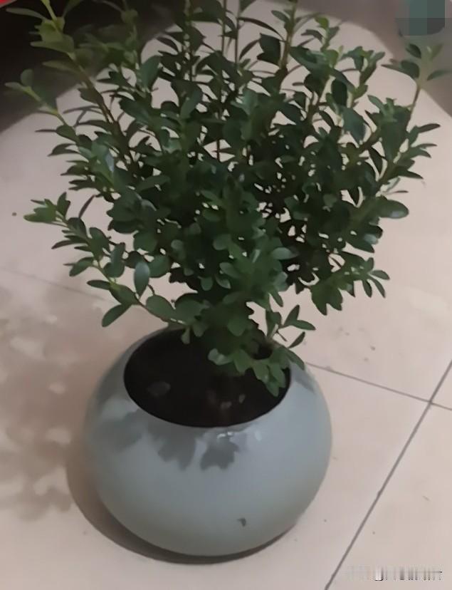 这样的好大姐，这样扶弟，早晚害人害己！
一女子，39岁，结婚17年，弟弟35岁，