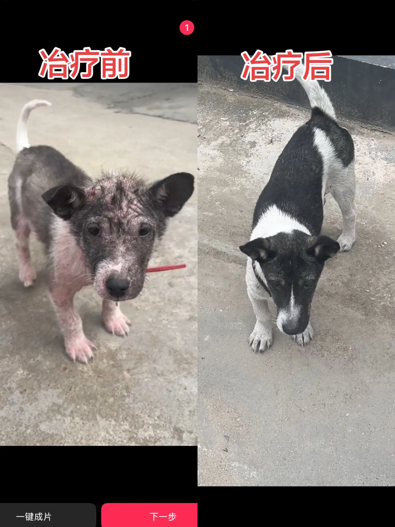 这么严重的皮肤问题的狗狗，我们就用一个月就见效了，，家里狗狗经常这样挠...