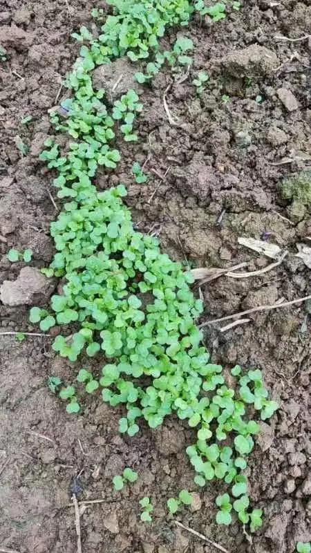 在这个充满希望的十一月，我们就像辛勤的农夫，怀揣着对丰收的憧憬，踏入那肥沃的土地