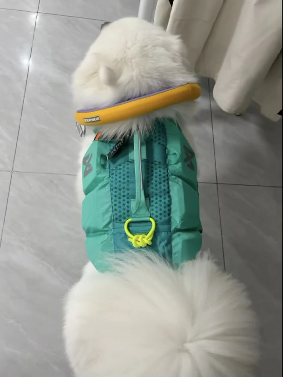 ns救生衣尺码推荐-萨摩耶6码