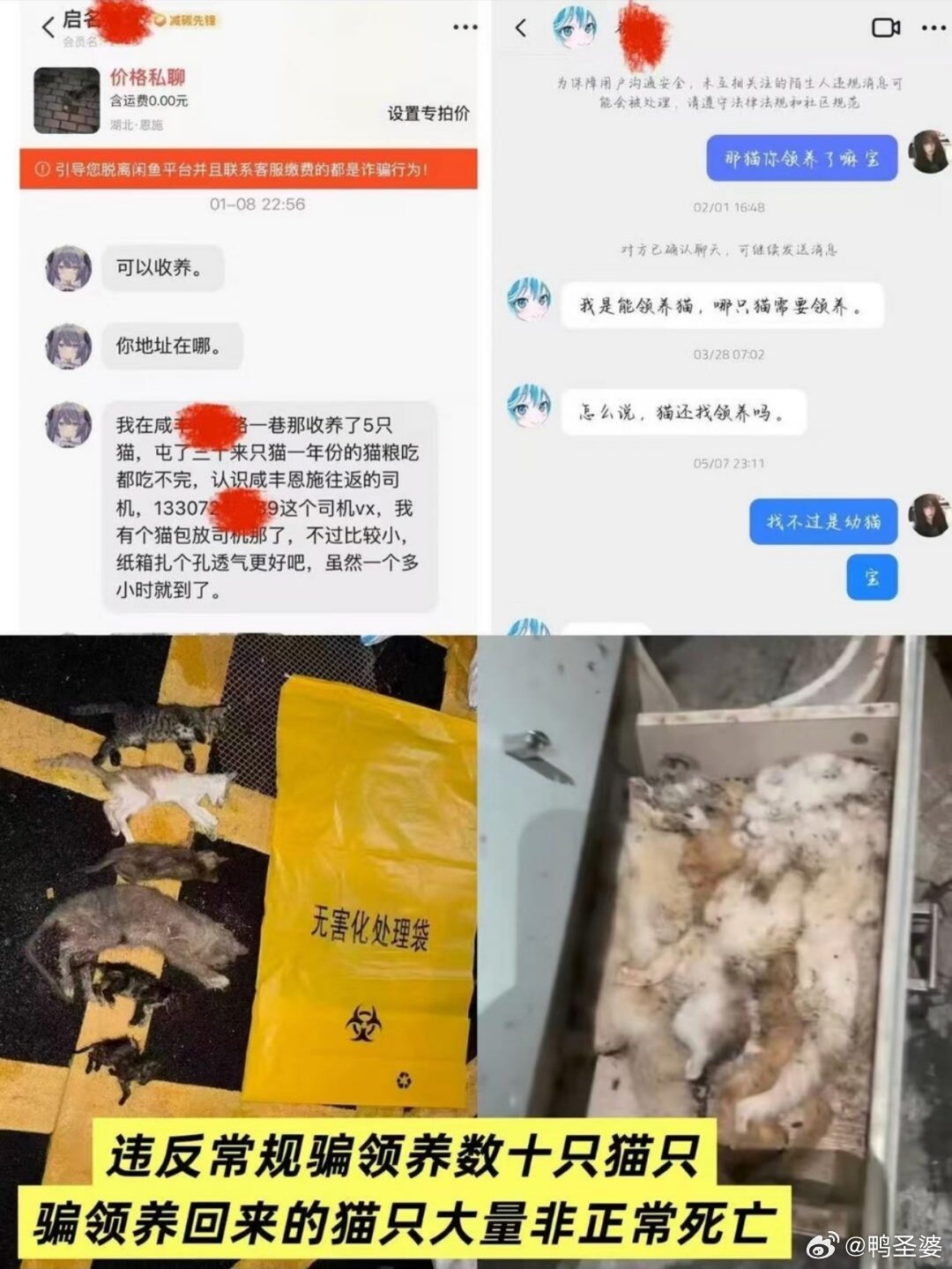 -天呐，怎么能骗到那么多猫的…大家送养的时候一定要注意审核，千万不要因为着急就随