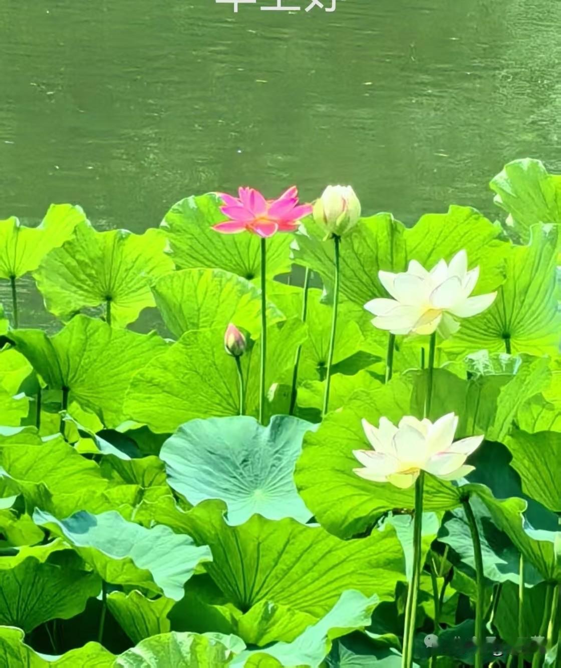 分享一下你拍的花一池莲花无穷碧