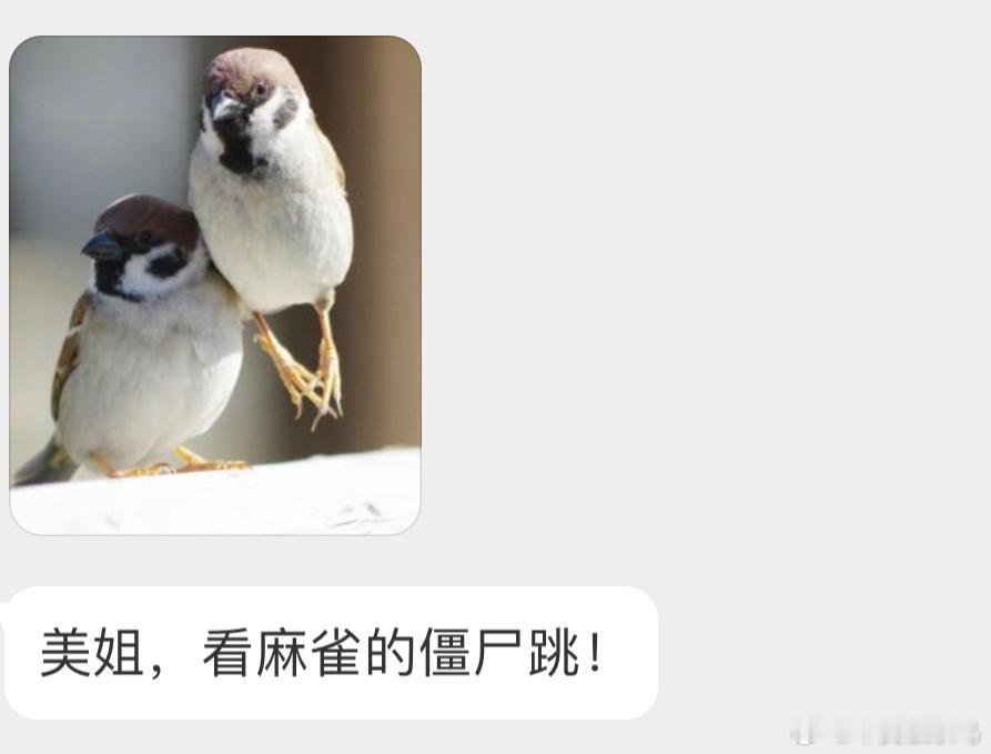 小麻雀跳得还挺高！ ​​​