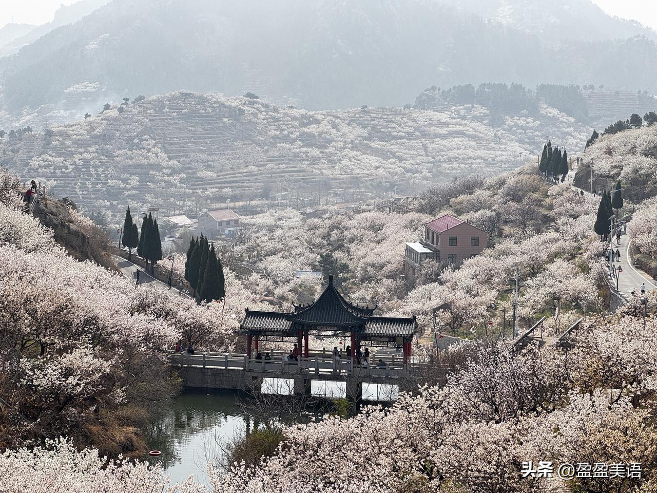 青岛实在太美了！
刚看完梅花，崂山的樱花就漫天遍野了，宛若人间仙境呀。
这樱花看