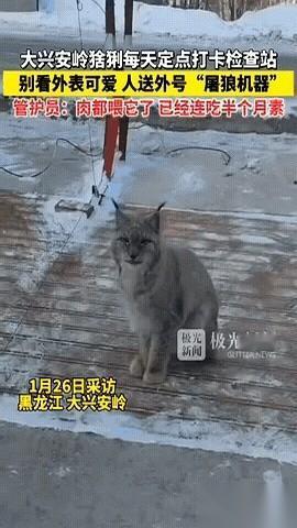 黑龙江大兴安岭，一个管护站的老哥，惹上了一个“大猫”。
就因为前阵子心软，看它在