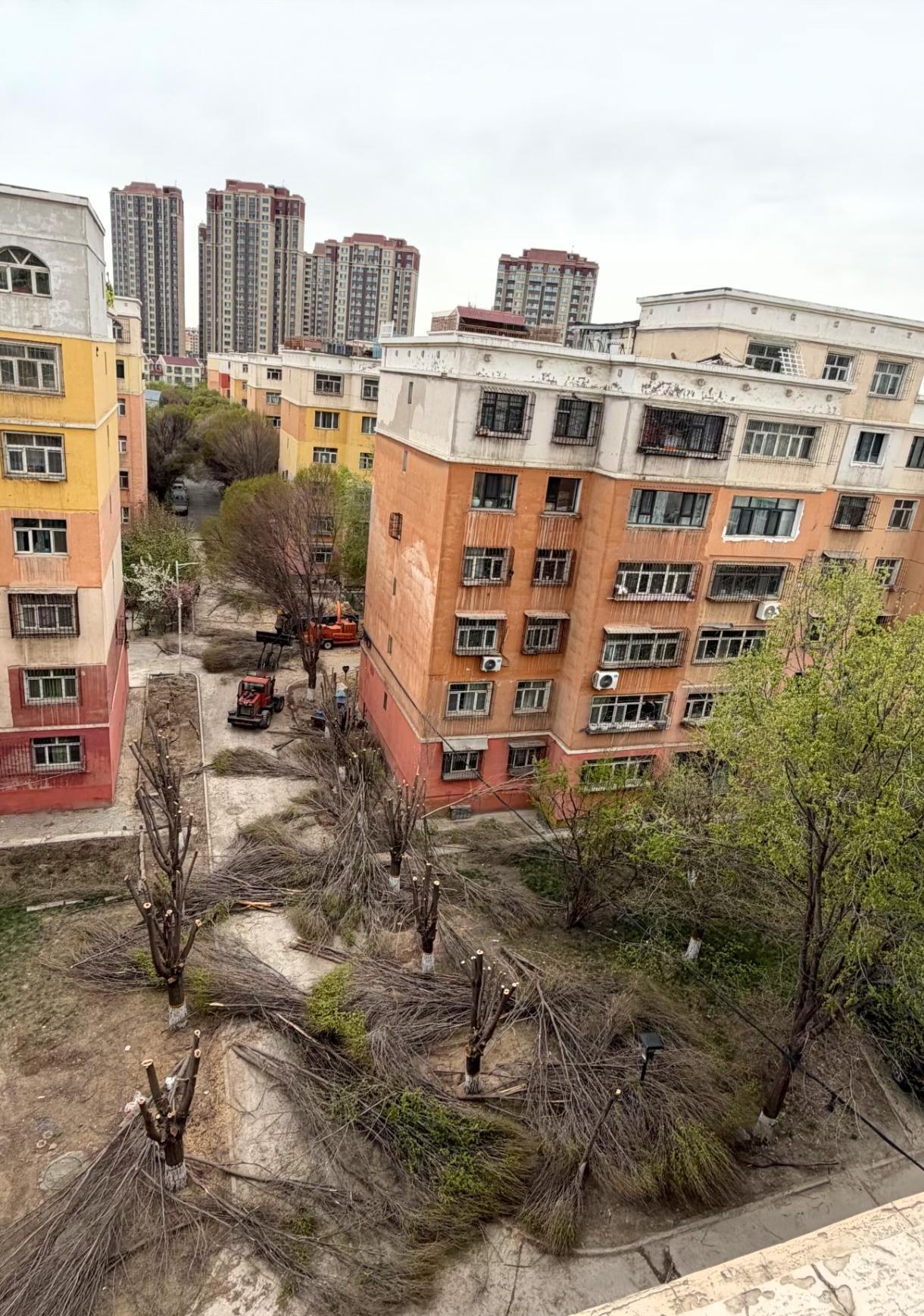 全国都在伐木式修剪，就像统一行动。看清楚不是矮一点，是全剪完，只剩主杆。大概原因