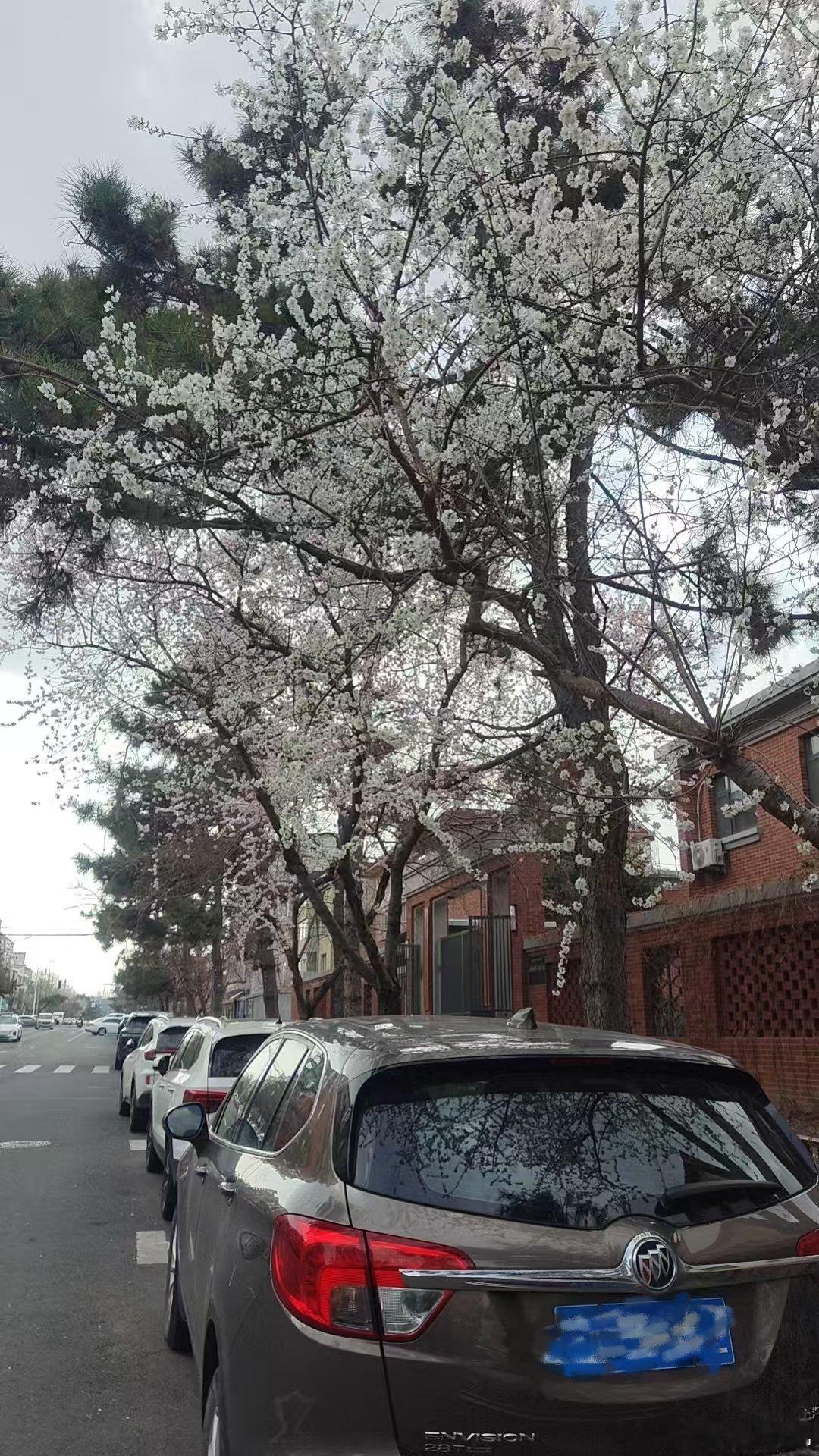 东北的春往往配合短暂的🌸和含尘的风 随手拍美景