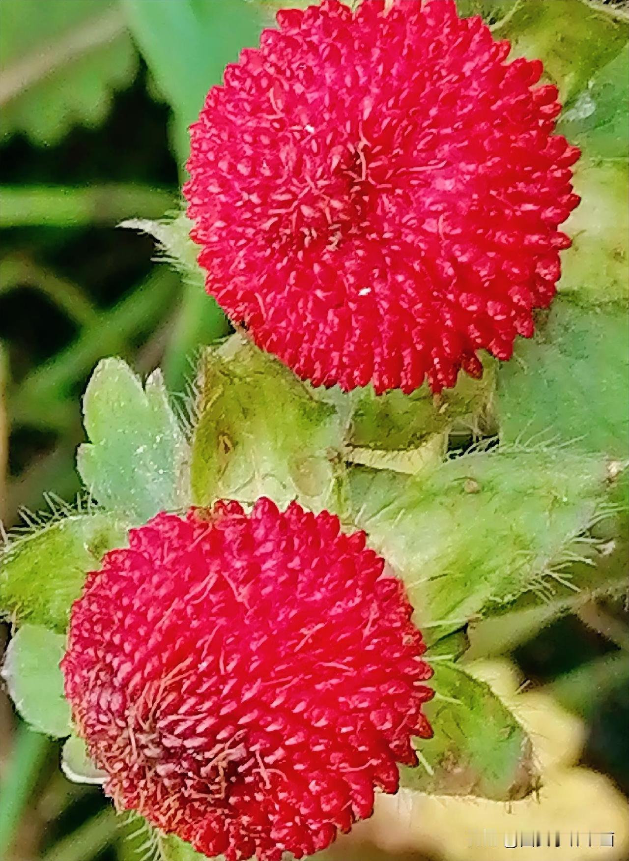 《红豆豆。儿时我们叫它红豆豆。这是我最近唯一见到的红豆豆，分享给大家（李林3月2
