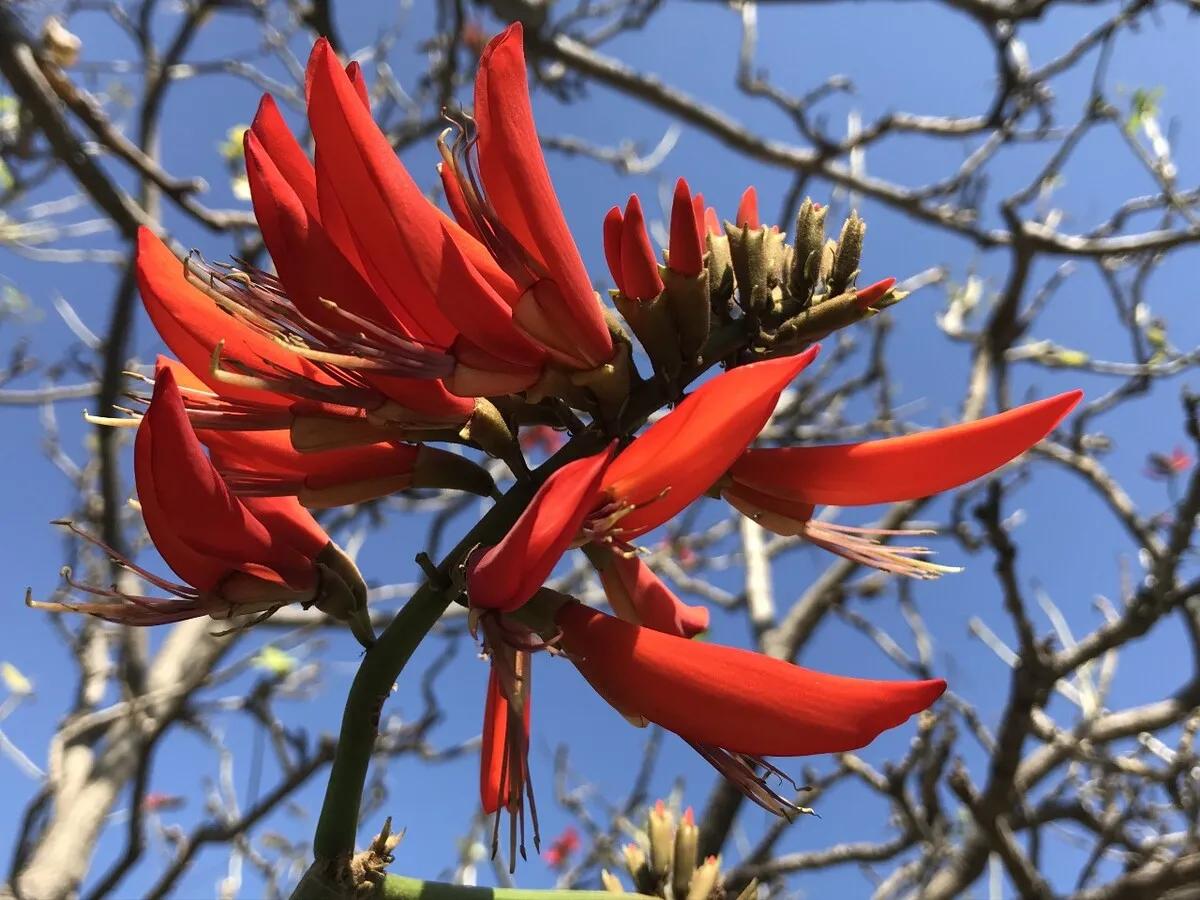 刺桐，泉州市树市花
1；刺桐绽放映春潮，火伞高擎韵自娇，
装点温陵添绵绣，风摇赤