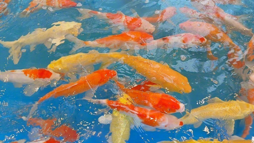 锦鲤附体，你的好运加满。从现在起做任何事都会成 ​​​