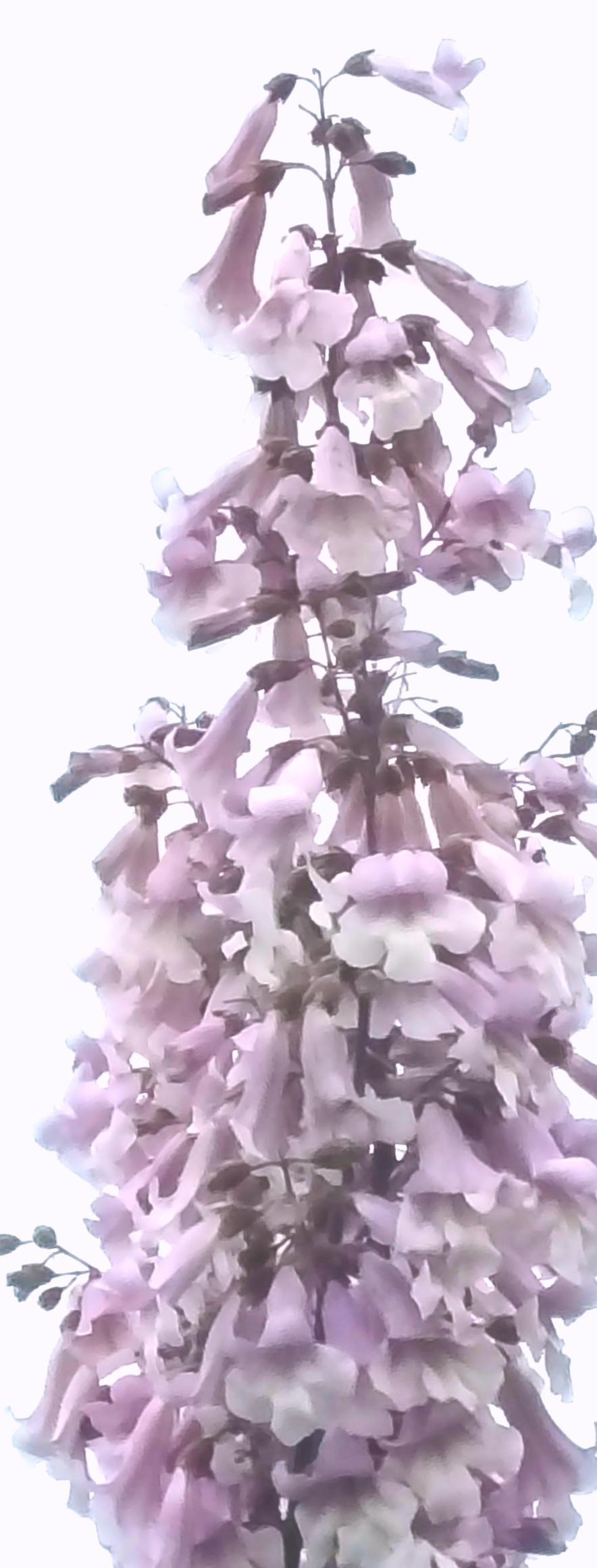 分享一下你随手拍的照片桐花飘香，童心未泯。