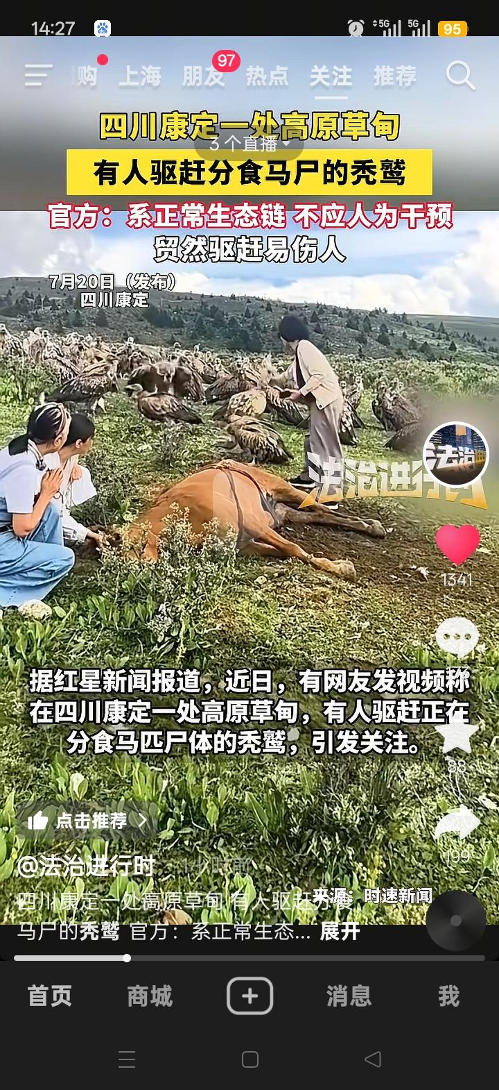 2026年7月17日，在四川康定的塔公草原上，一匹马死去，秃鹫前来分食其尸。这原