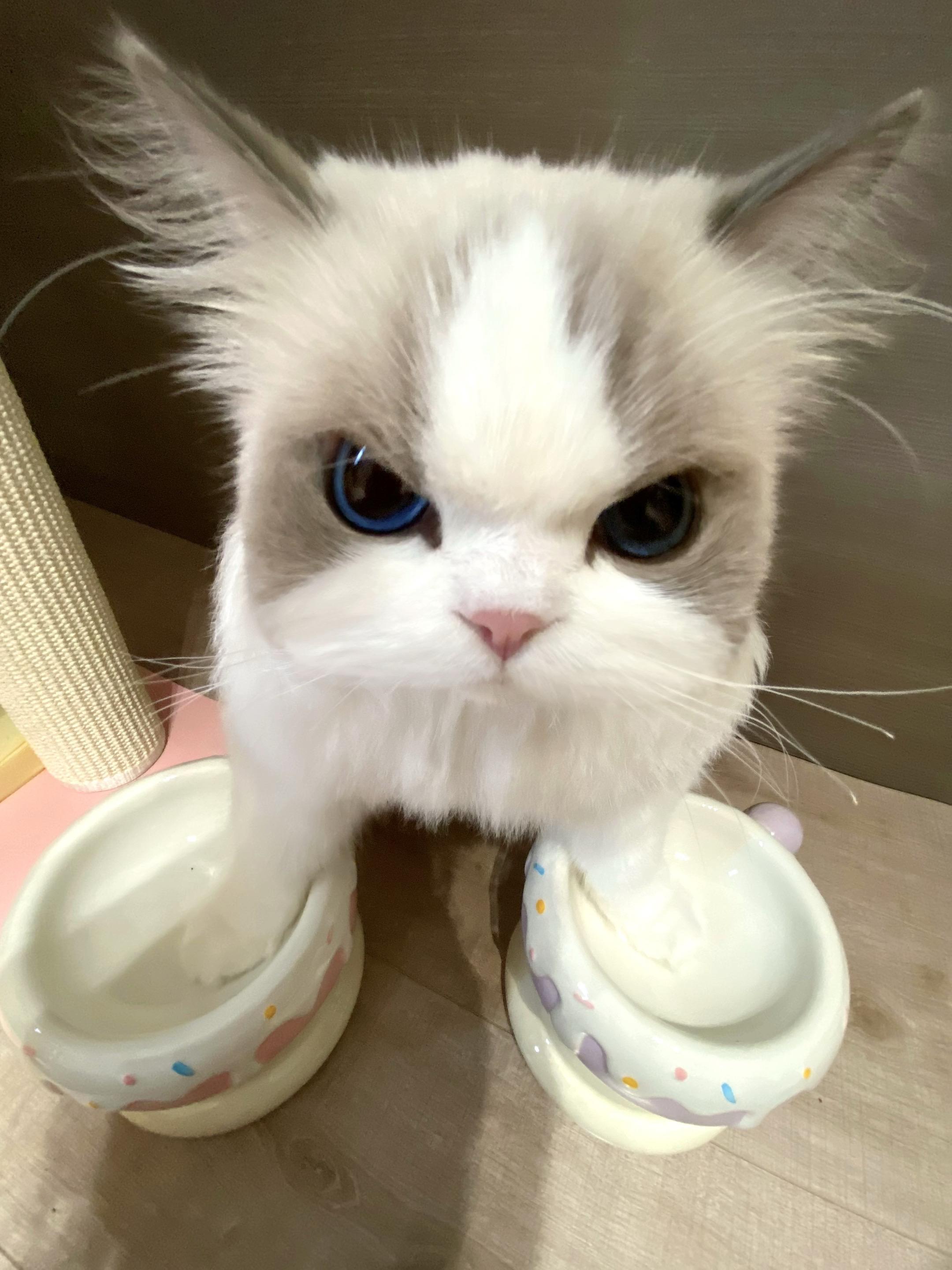 早上出门忘记给他添饭了 气的直接站碗里。回家就对着我生气！ 饿到你了 ...