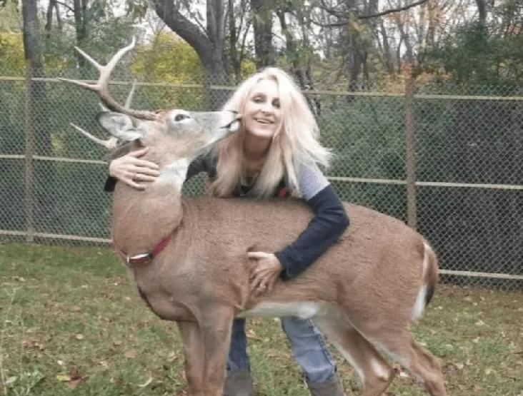 美国俄亥俄州一名6旬妇人过去12年来一直救助受伤野鹿，之后再将牠们野放，岂料日前