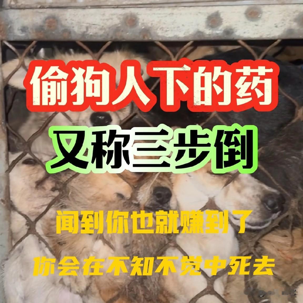 北京papi妈妈案，那些拿“文明养狗”给投毒犯洗地的，是蠢到分不清公权和私刑的边