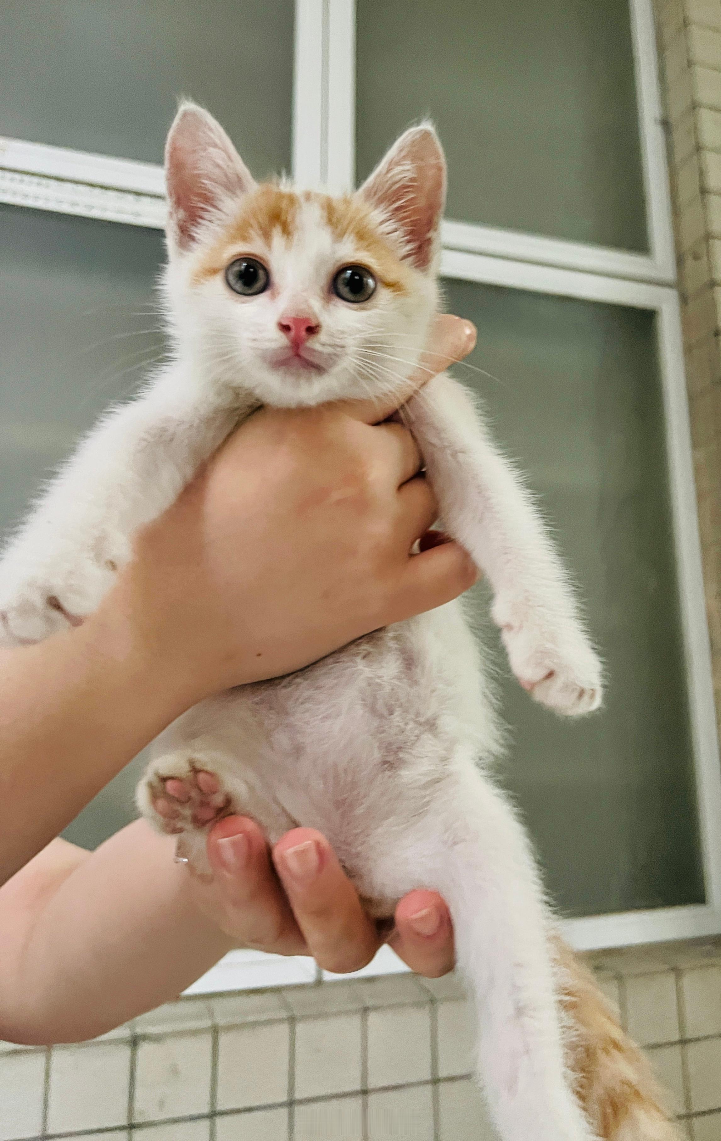 广州领养领养代替购买广州领养[超话] 广州有沒有朋友想要領養這個小點點呀？是小公