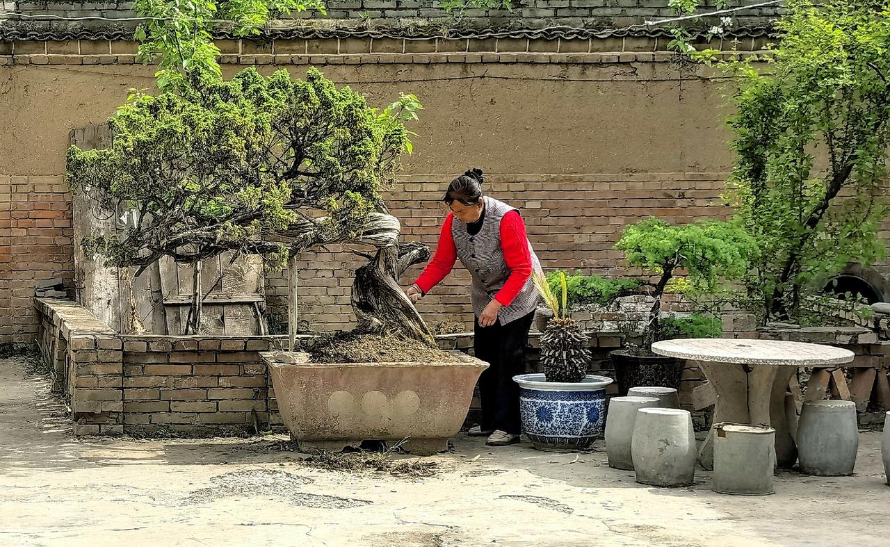 庭院里，女主人正在细心地照料一盆老树盆景，绿意盎然，宁静祥和。