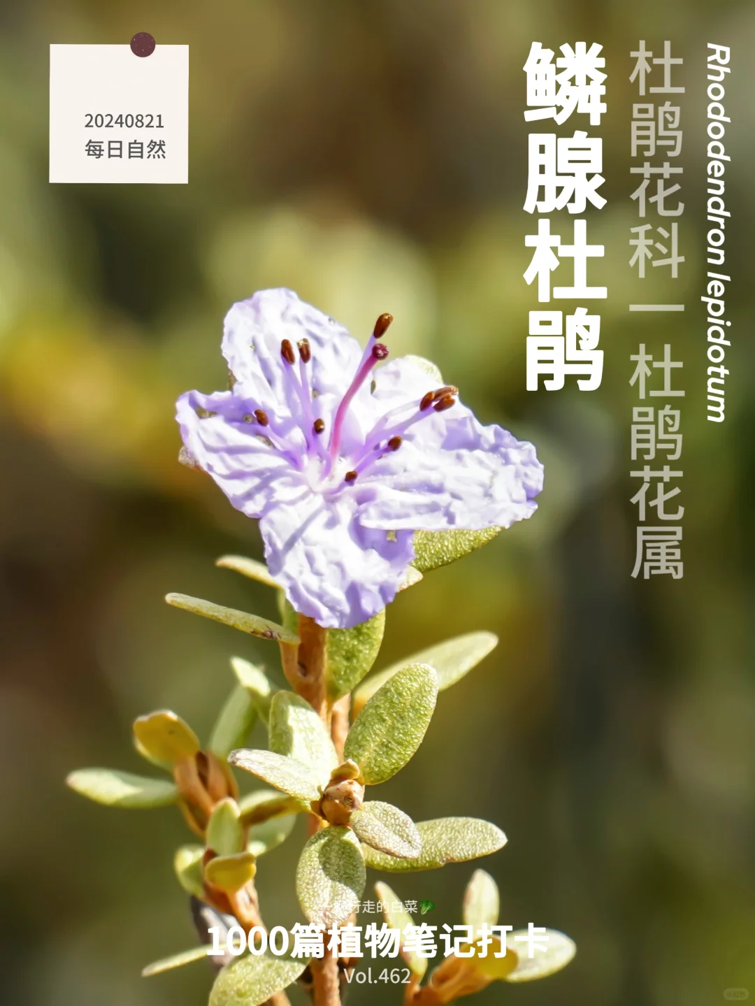 植物笔记462｜你见过高山上的迷你杜鹃花？