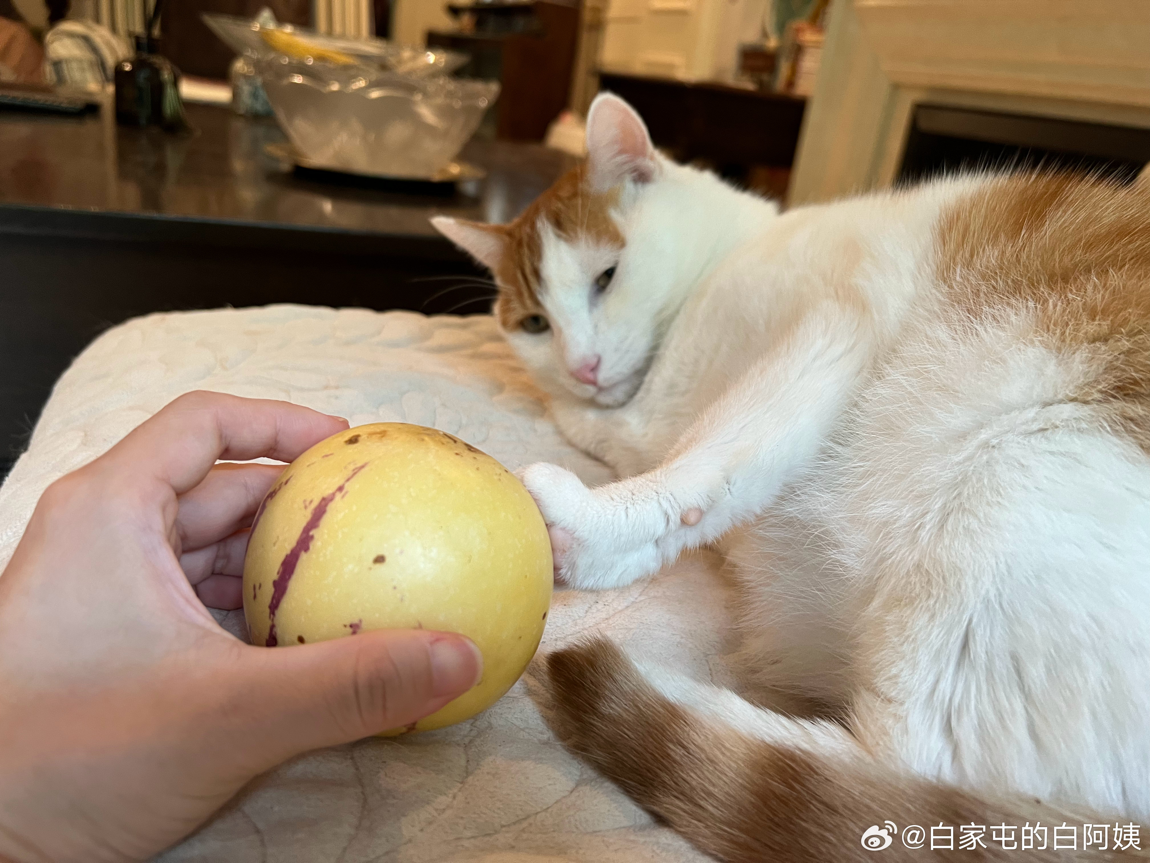 给猴个人参果做工伤赔偿，还不要，要钱，就这一个人参果，不要就啥都没了[怒骂] ​