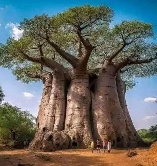 猴面包树是一种史前树种，其出现时间早于人类出现和大陆分裂，距今已有 2...