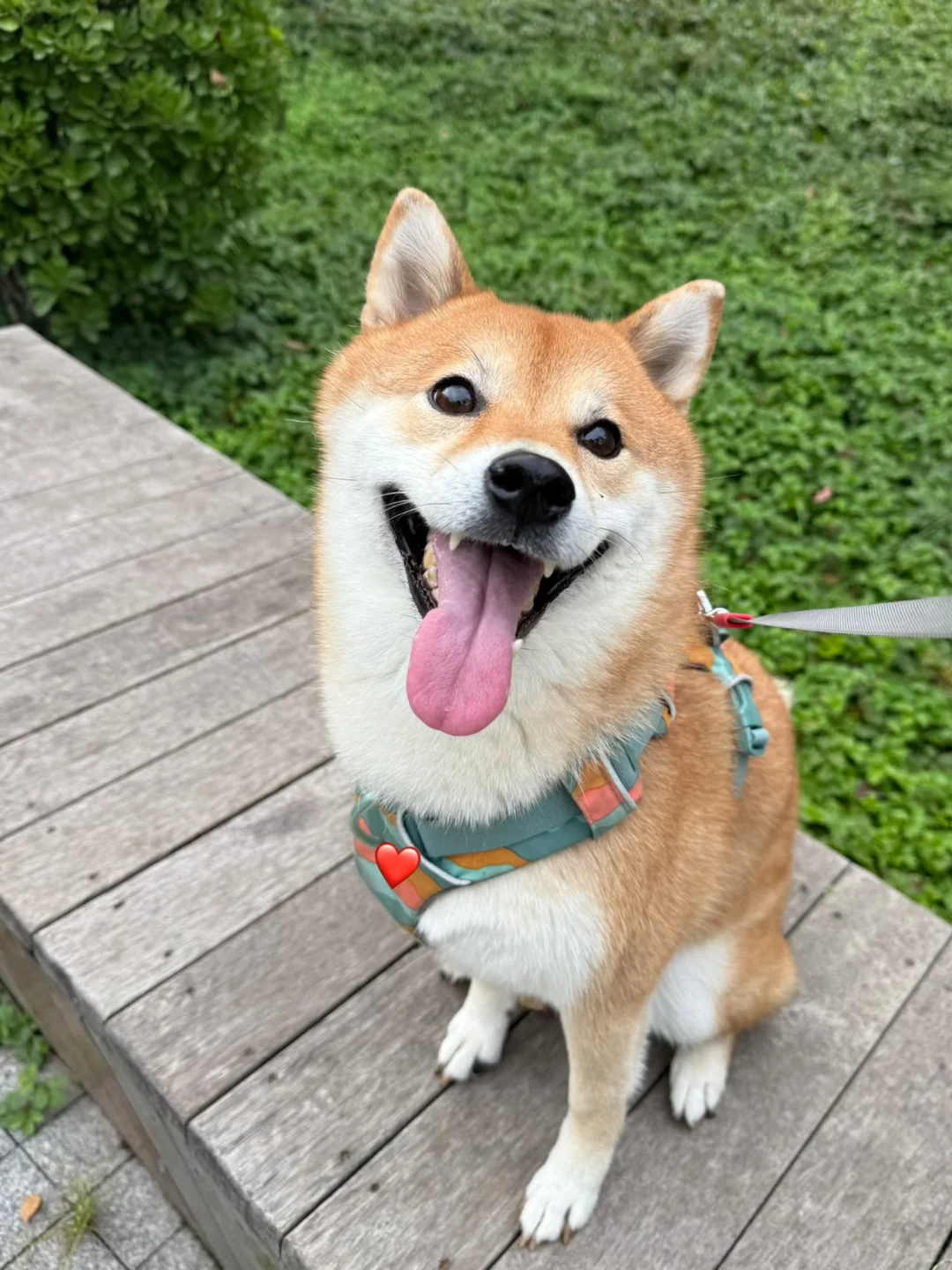 我的小狗！我心爱的小狗！看到就开心！