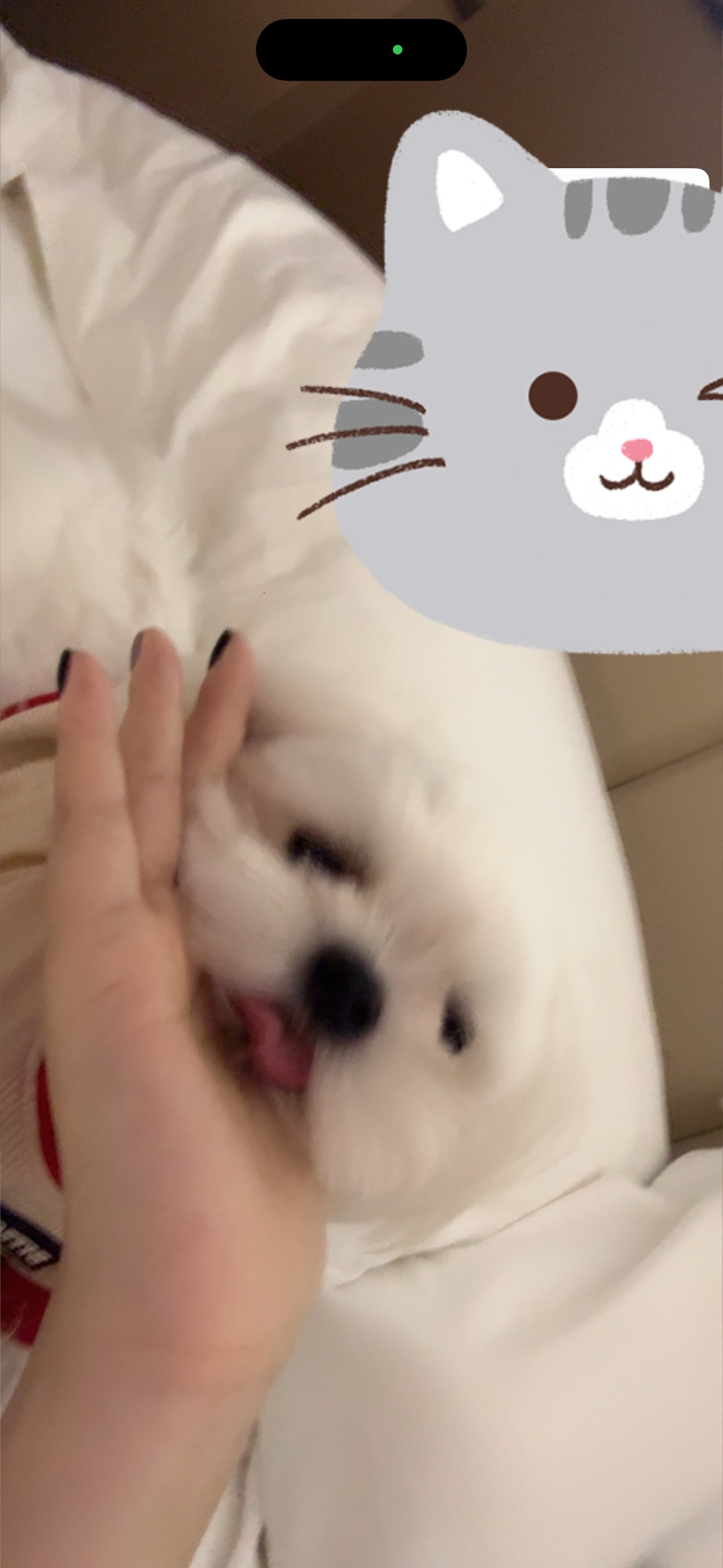 冒个泡 小臭木 ​​​