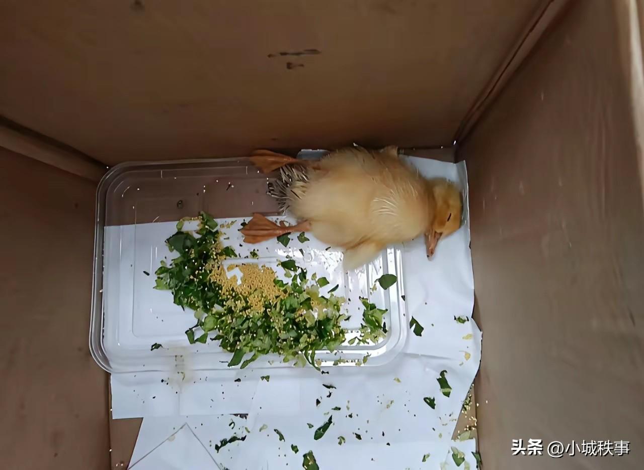 这货真能睡，睡一天了