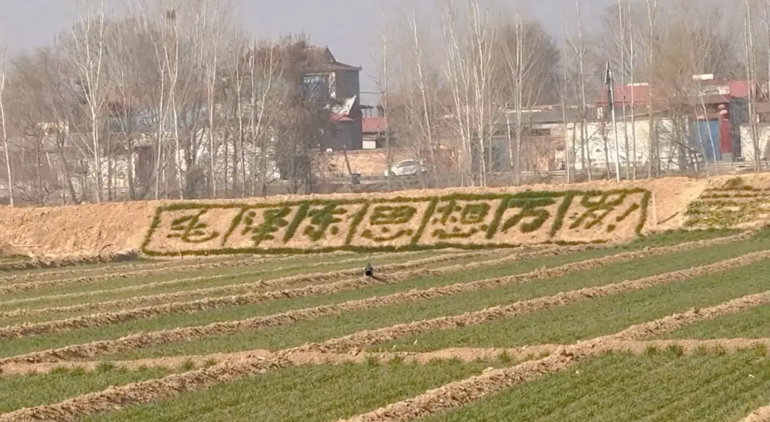 村前的麦田里…… 
