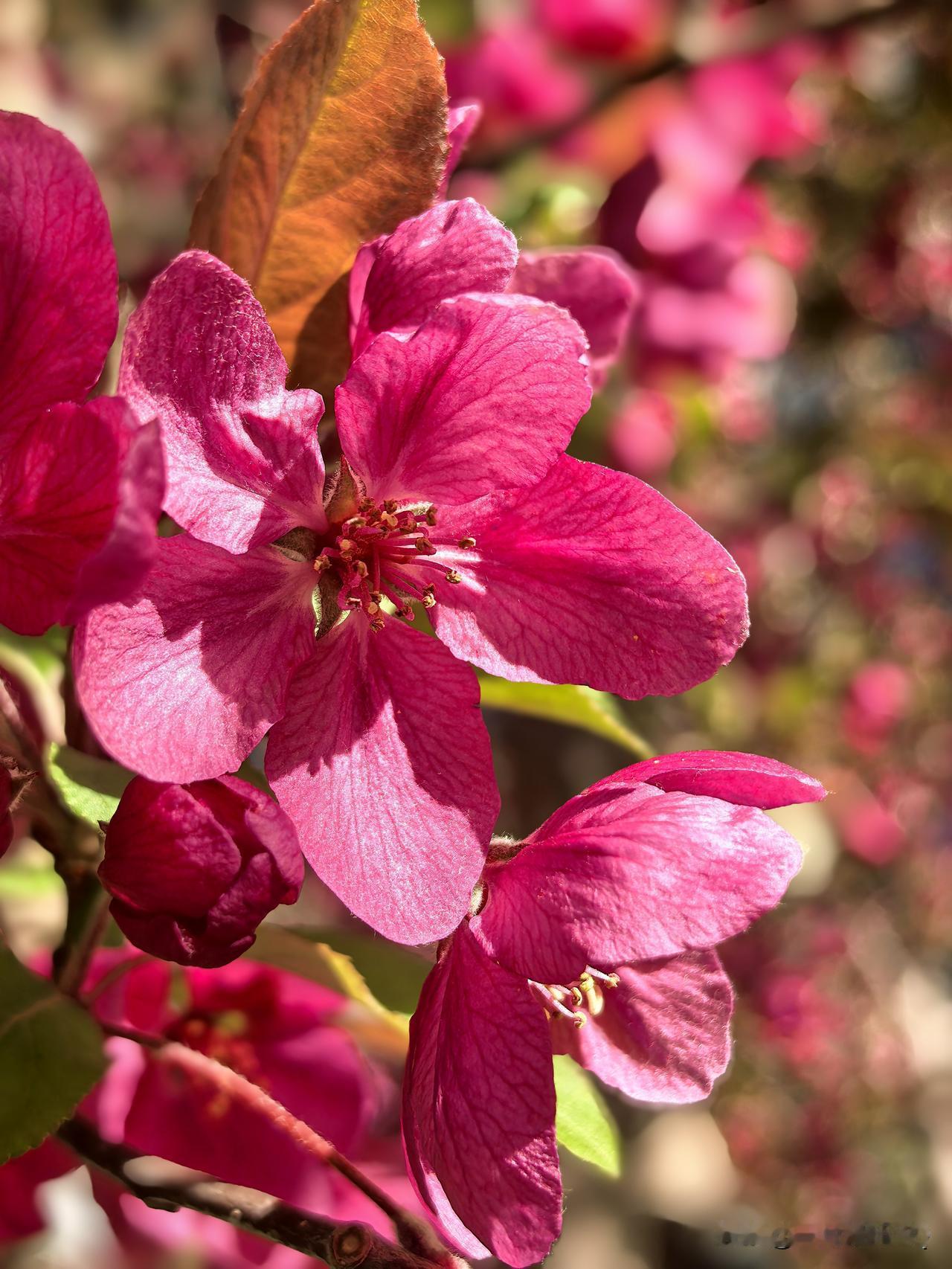 双色映晴空，海棠醉春风。