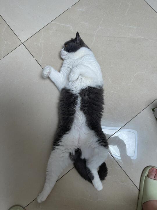 翻肚猫