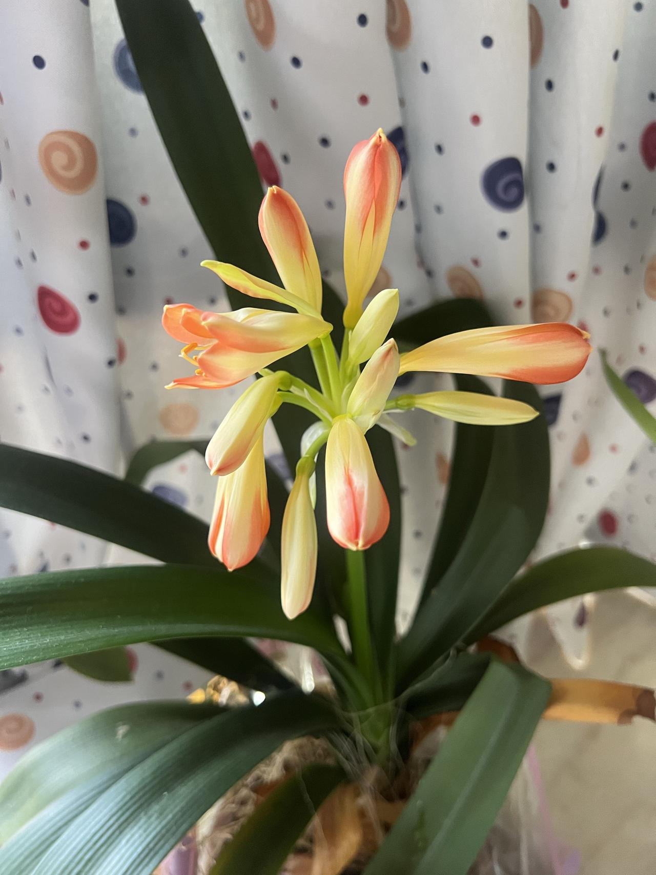 发一张你相册最近拍的花放在一间很少去的房间的窗台上，从春节开始就没有浇水了，因为