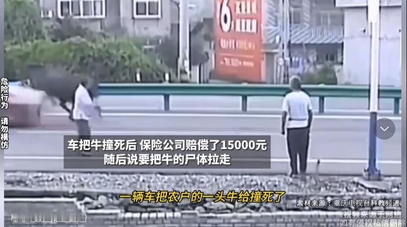 吵翻了！农户养的牛被车给撞死了，保险公司赔了农户15000块后，想要把牛的尸体拉