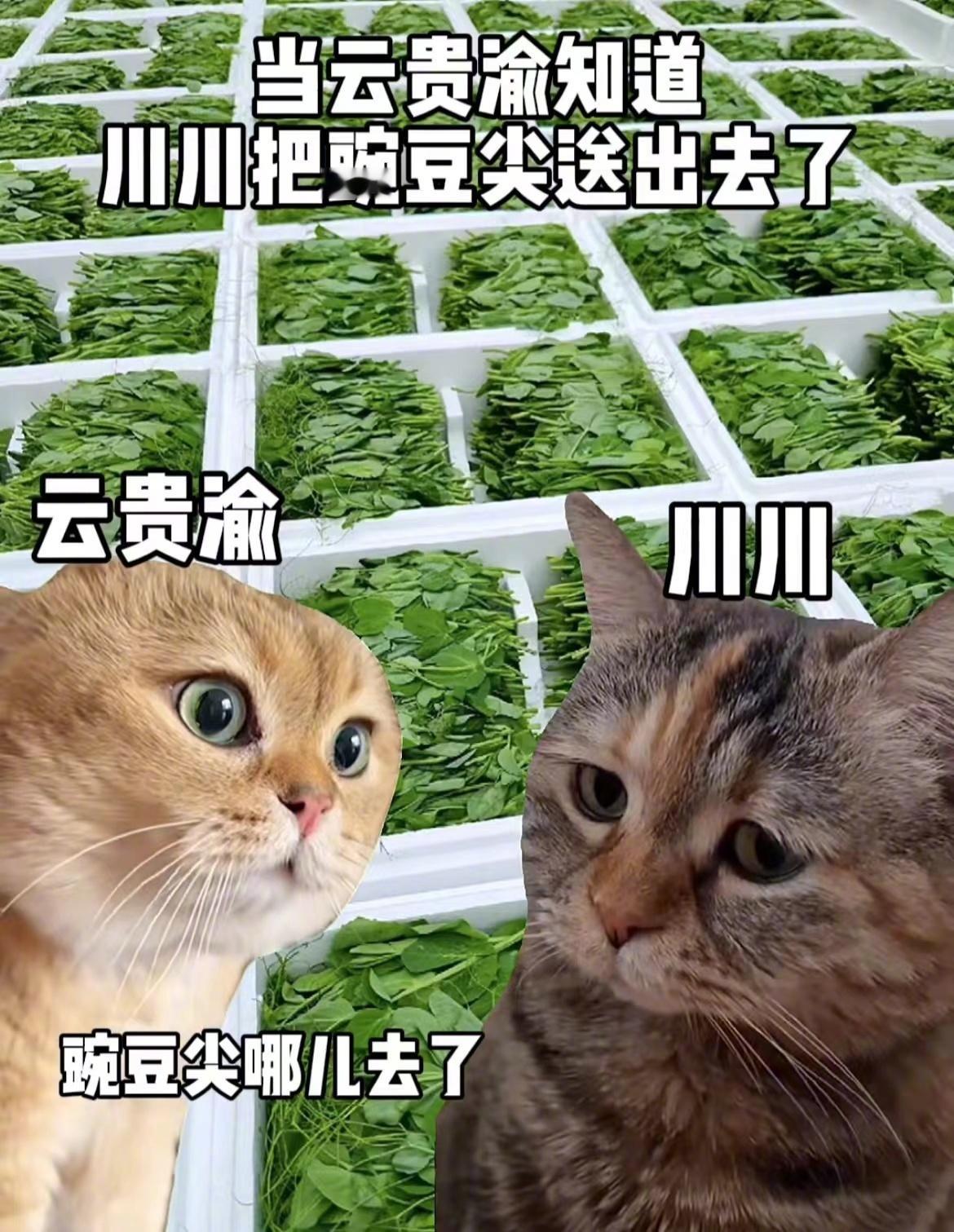 当川渝人知道豌豆尖被送出去了 ​​​