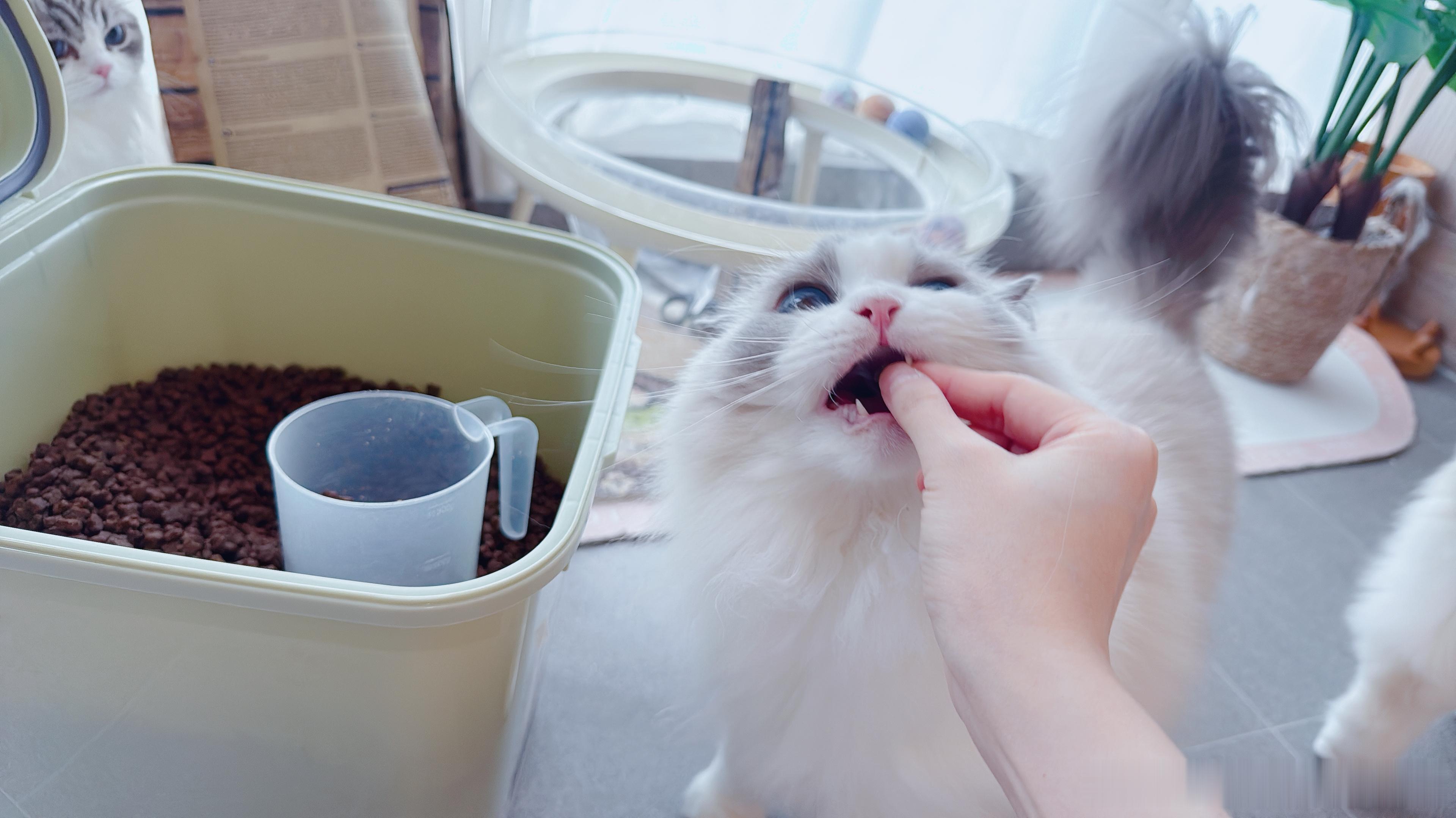 换新猫粮！超好吃的ng紫鸡！滚蛋吧难吃的要死的ng兔（27.4到期批次），避雷！