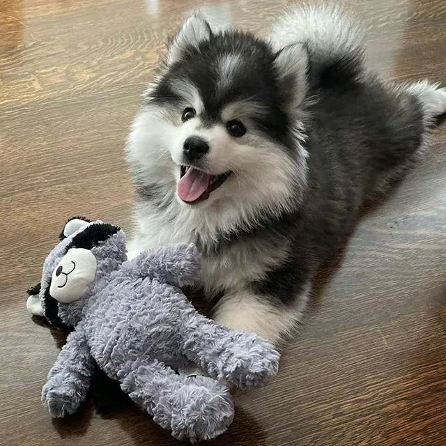 混血狗狗的颜值天花板，混的太漂亮了，能看出来是混的啥狗吗？