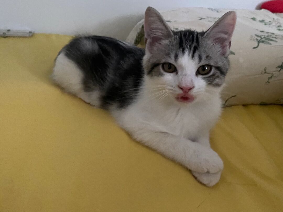 把小猫嘴巴拍成充电器接口了[收到] ​​​