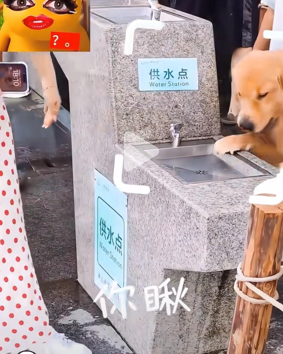 最近，有网友发视频，在深圳某公园直饮水机旁，一名美女让宠物狗在上面喝水。

有附