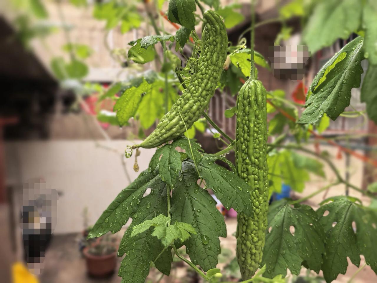 雨后的小院，空气里都是泥土和植物的清香。看着这挂满水珠、长势喜人的苦瓜，感觉生命