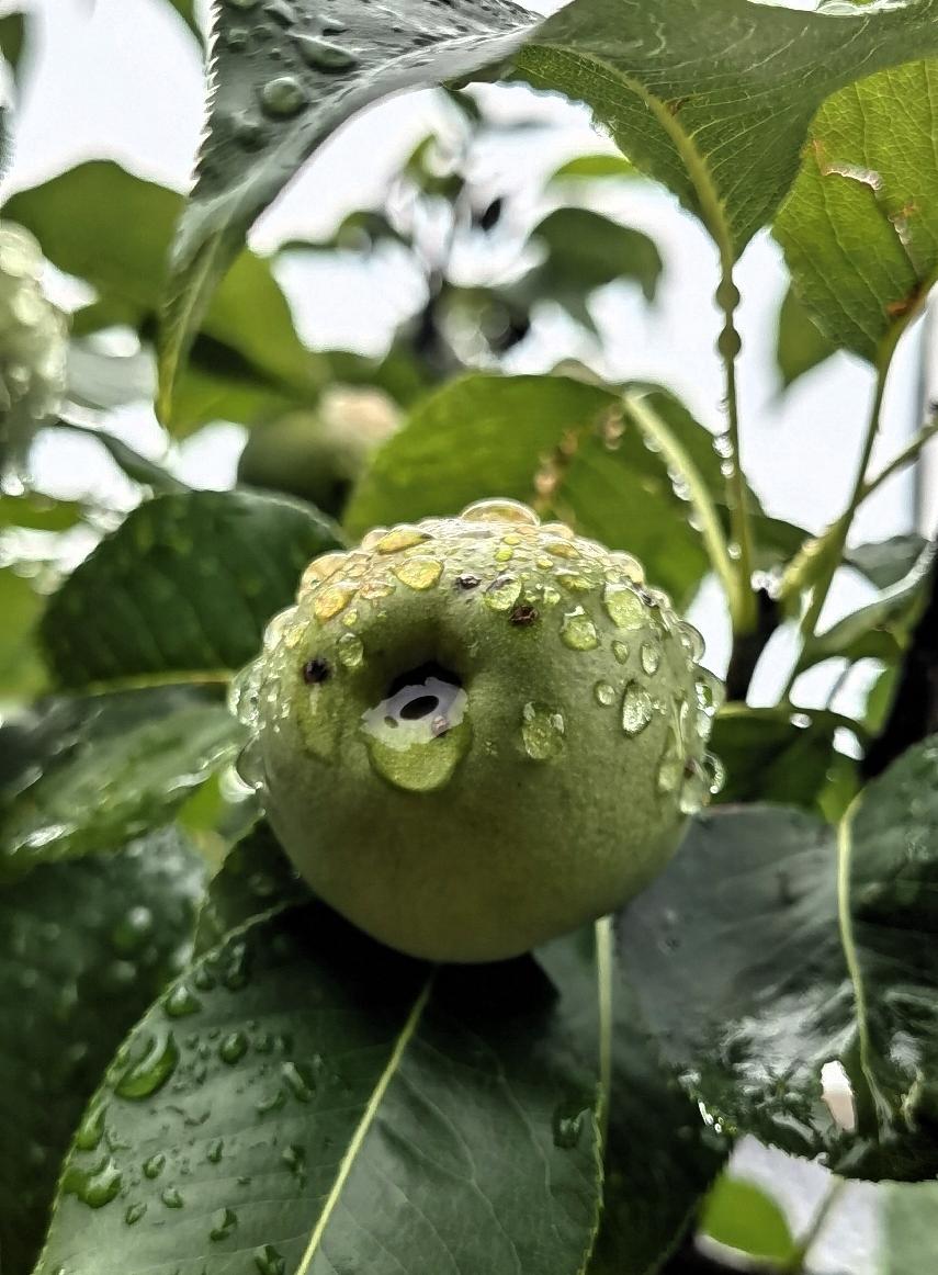 绿果挂枝头，雨露润芳菲。