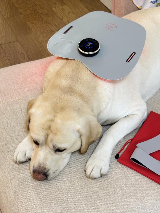 🐾 大型犬日常保健神器！红光理疗仪真的绝