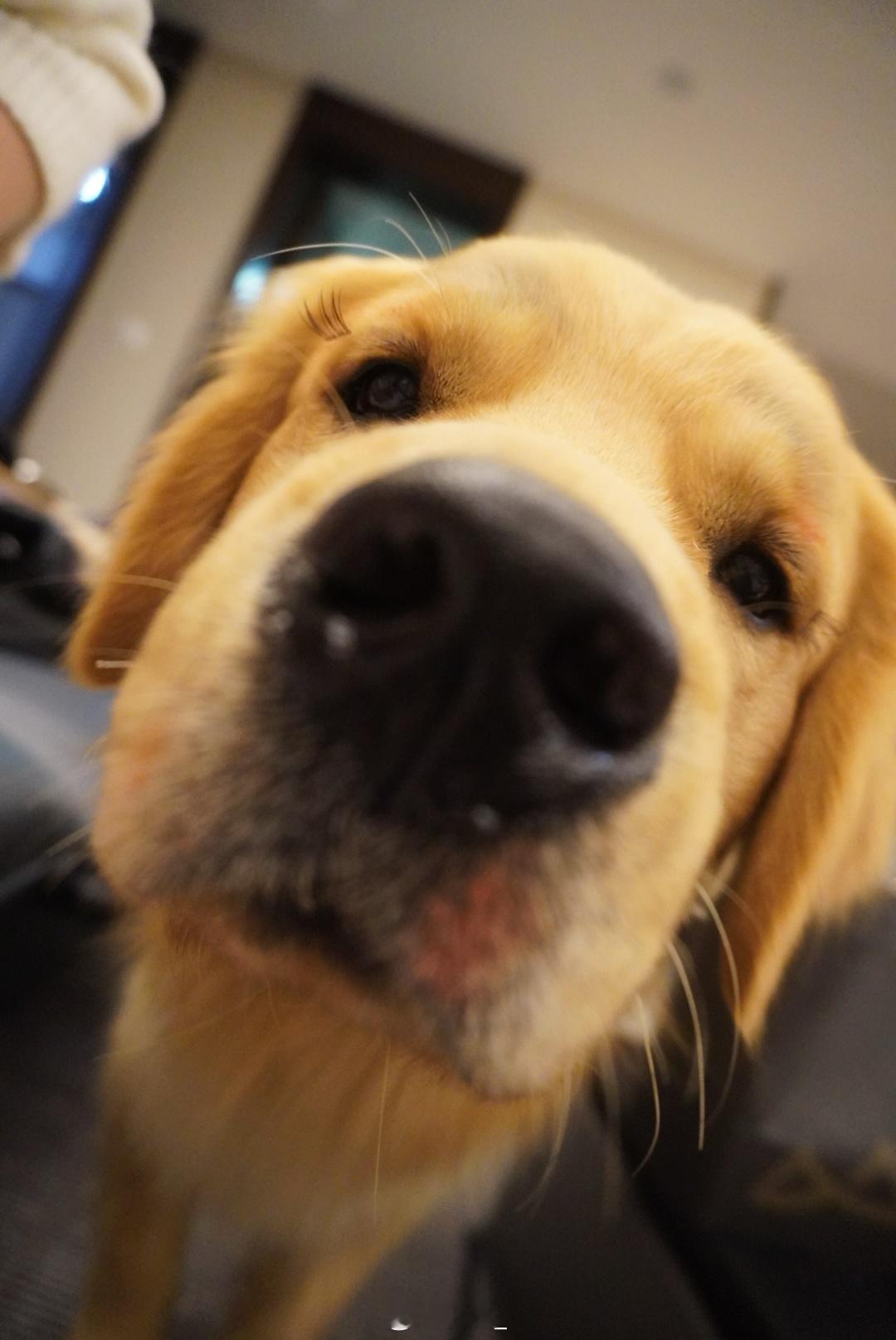 生活手记 最近的脑袋不好用 