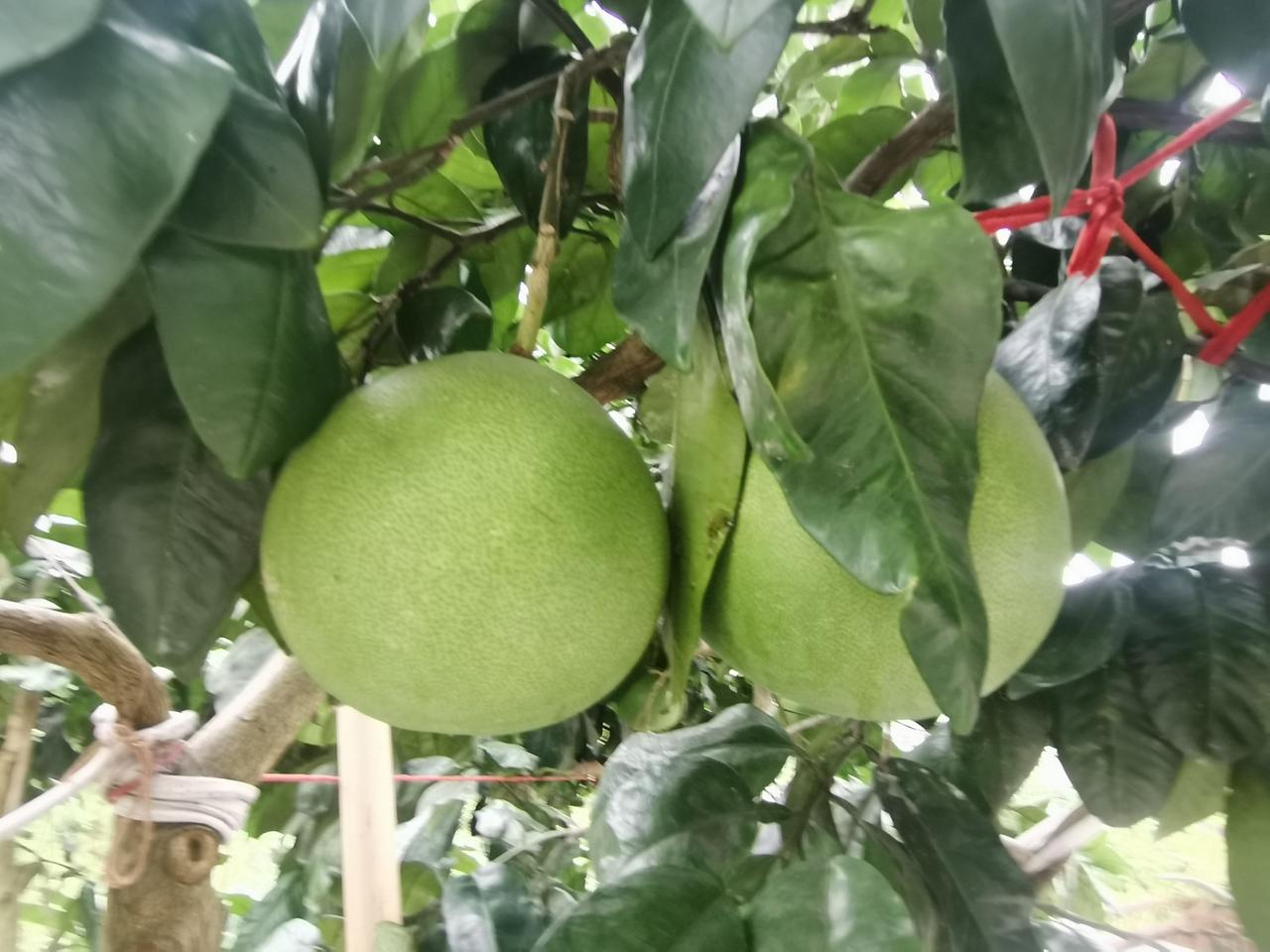 万州玫瑰香柑橘