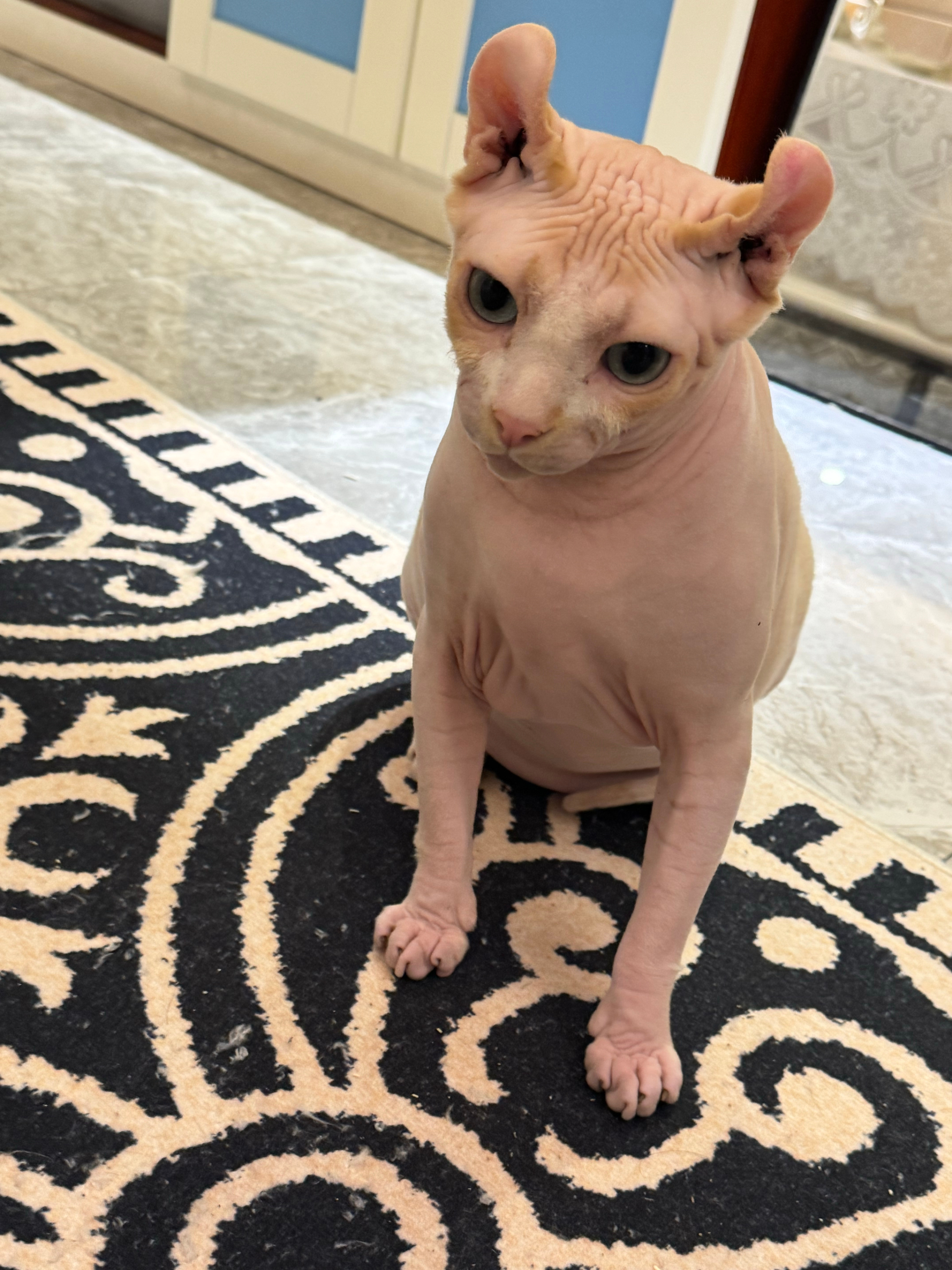 少爷你很爽啊猫薄荷爽的你放空了哈哈哈哈哈哈哈哈哈哈哈哈哈哈哈哈哈哈哈哈哈哈😂 