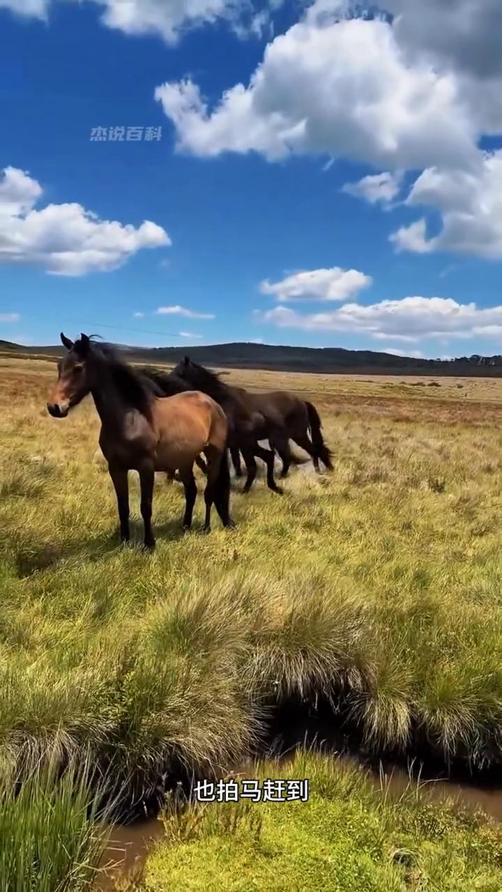 小姐姐救助被困小马驹。
一匹刚出生不久的小马驹不慎跌入了一个土坑中。就在这时，一