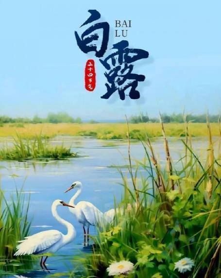 今日白露！二十四节气这个东西真的是太神奇了。今天一下子就降温了，早晨几乎没有看到
