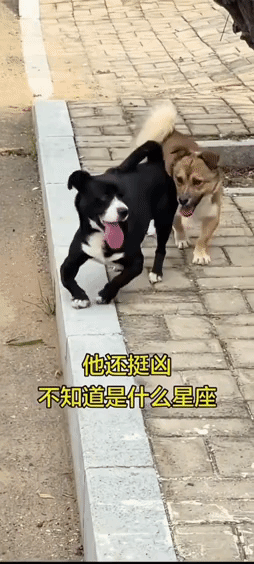 好像～猫抓老鼠里面的那个谁来着？